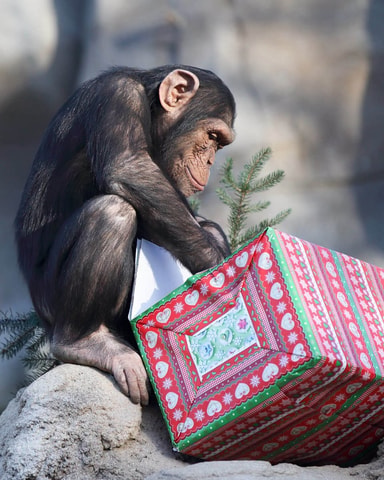 Tierische Weihnachten im Walter Zoo
