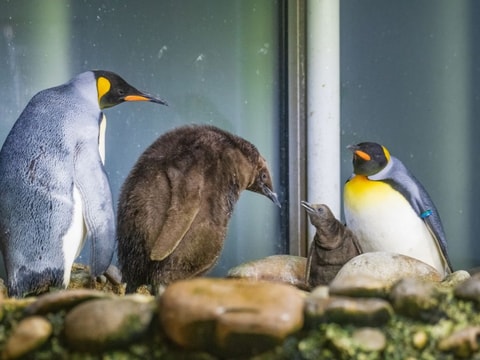 Drei Küken bei den Königspinguinen im Zoo Basel