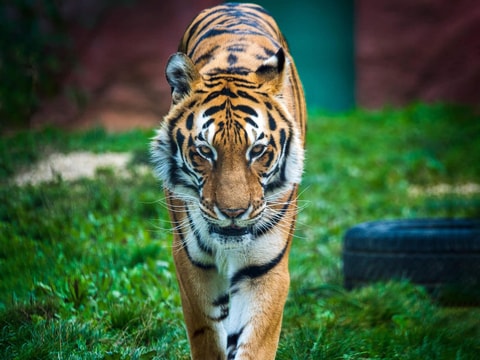 Bengaltiger Noah ist im Sikypark verstorben