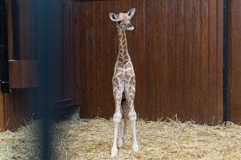 Giraffenbaby Tufani ist gestorben
