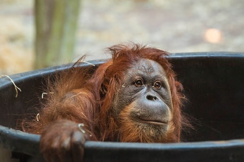 Orang-Utan-Weibchen Revital und ihr Neugeborenes sind v...
