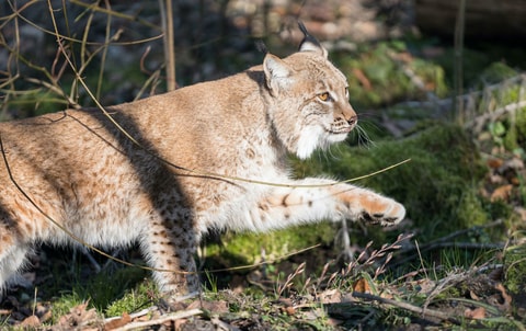Neues Luchspärchen im Tierpark Bern hofft auf Nachwuchs