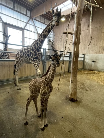 Giraffenbaby in Knies Kinderzoo Rapperswil
