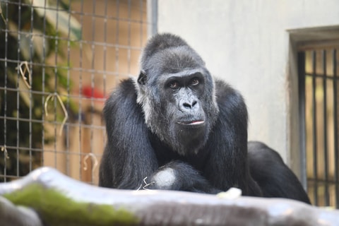 Gorilla-Dame Faddama gestorben