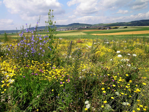 Der Klettgau ist Landschaft des Jahres 2023