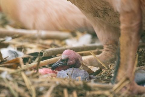 Pelikan-Nachwuchs im Zoo Basel nach 20 Jahren