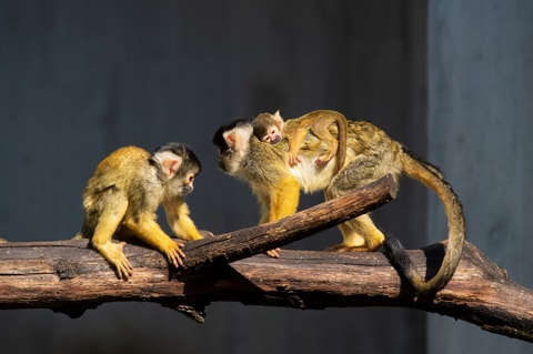 Nachwuchs bei den Totenkopfäffchen im Zoo Basel