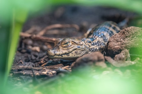 Baby-Krokodil im Zoo Zürich