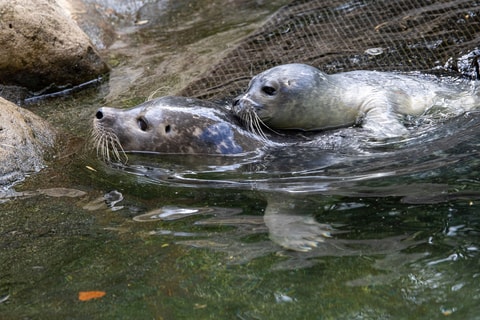 Süsser Nachwuchs im Seehundbecken