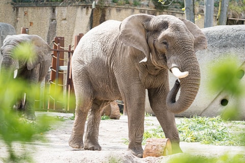 Der letzte Abschied von Elefantenbulle Tusker