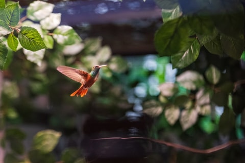 Zoo Basel: Schutz und Faszination für Kolibris