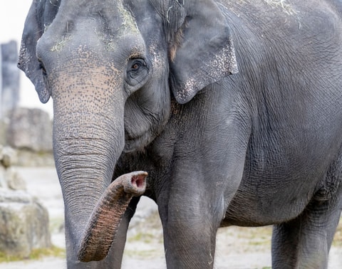 Neue Hoffnung im Zoo Zürich: Elefantenkuh Panang kehrt ...