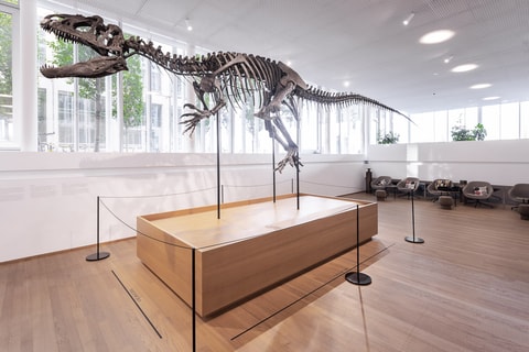 Ein neuer Dino im Naturhistorischen Museum Basel