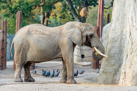 Tragödie im Basler Zoo: Elefantenkuh Heri in kritischem...