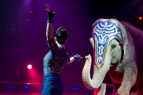 Zirkus Knie