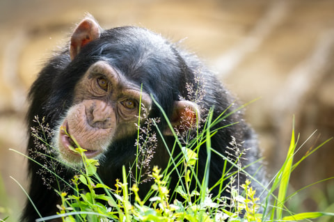 Walter Zoo Gossau