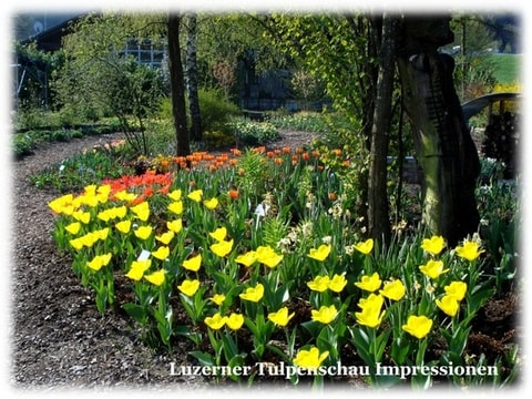 Tulpenschau – Ebikon