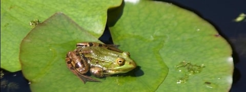 Froschtag im Seleger Moor – Rifferswil