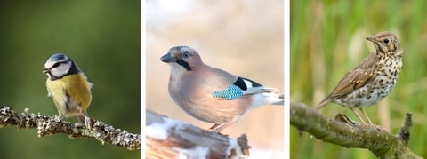 Vogelbeobachtungen im Seleger Moor – Rifferswil