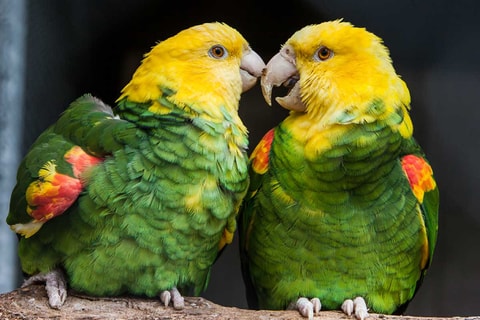 Plättli Zoo