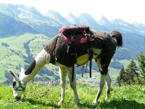 Lama-Trekking – Serneus