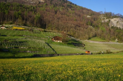 Weinbauweg zwischen Mels und Sargans