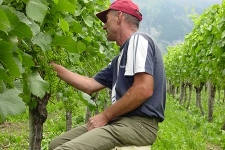 Herrschaftlicher Bündner Weinwanderweg – Maienfeld
