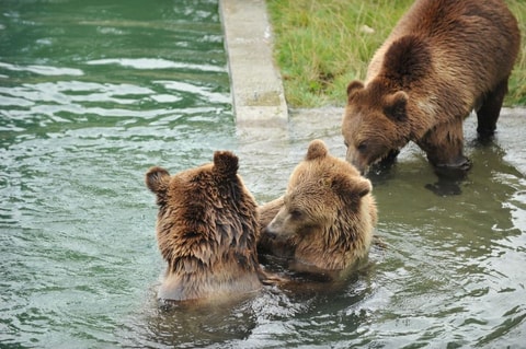 BärenPark – Bern