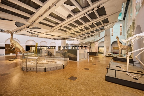 Naturhistorisches Museum der UZH