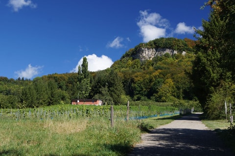 Aussichtsplattform und Burgruine Sissacherfluh