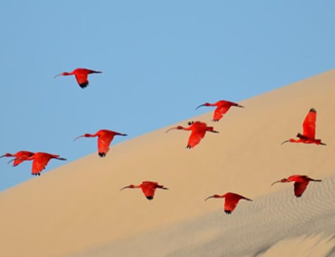 Ausstellung Wildlife Photographer of the Year 2015