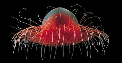 «Abysses» im Naturhistorischen Museum Neuenburg