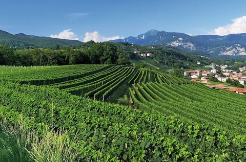 Offene Weinkeller 2016 - Tessin