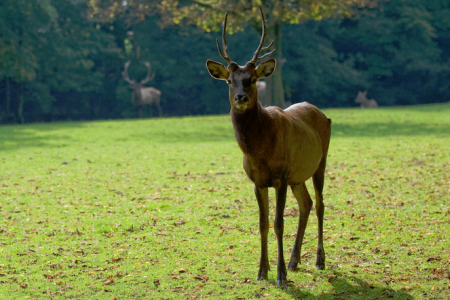 Wildpark Heitern