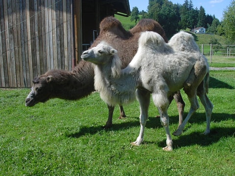 Spycher-Handwerk – Schaffarm, Wollproduktion und Jurten