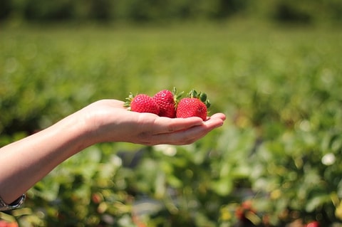 Beeren, Früchte und Blumen selber pflücken