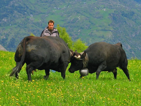 Älplerfeste & Ringkuhkämpfe in Saas Fee