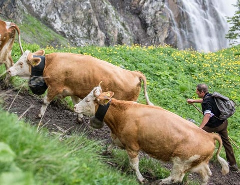 Alpaufzug auf die Engstligenalp