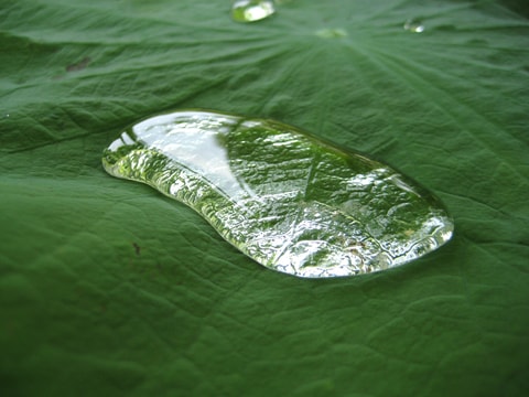Bionik: Wenn die Natur zum Vorbild wird
