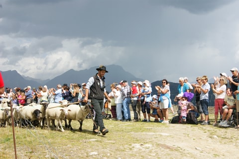 Schäful auf der Belalp