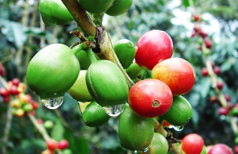 Kaffeewissen und -genuss – Tropenhaus Frutigen