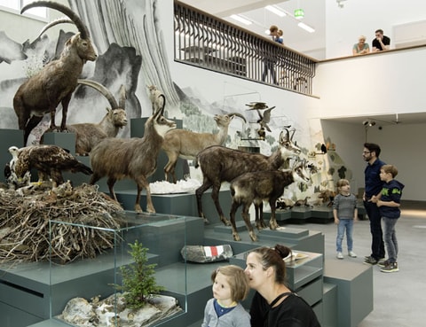 Tag der offenen Tür im Naturmuseum in St. Gallen