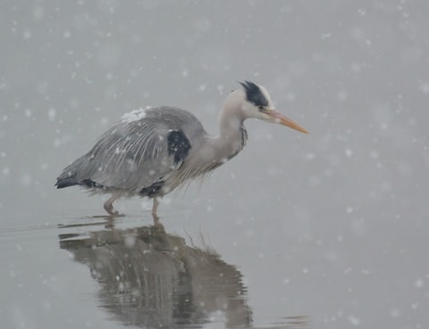 Ausstellung „Überwintern“ im Bündner Naturmuseum in Chu…