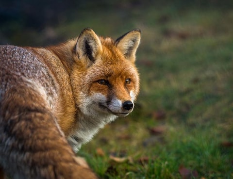 Foto-Workshops im Tierpark Goldau