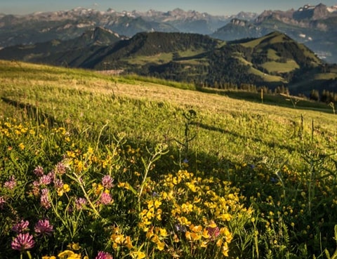 Foto-Workshop auf der Rigi