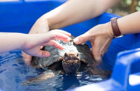 Schildkröten Wasch- und Wiegetag im Tropenhaus Frutigen
