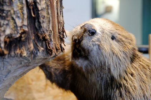 Sonderausstellung «Baumeister Biber» im Naturmuseum Sol…
