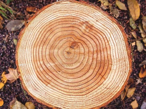 Podium Holz: Innovativer Rohstoff der Zukunft?
