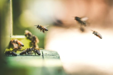 Bienenlehrpfad in Pfäffikon