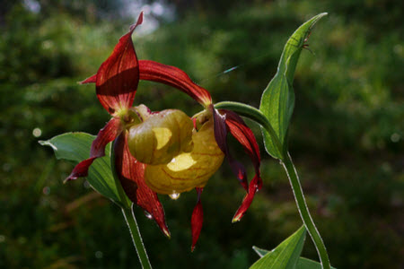 Alpinum